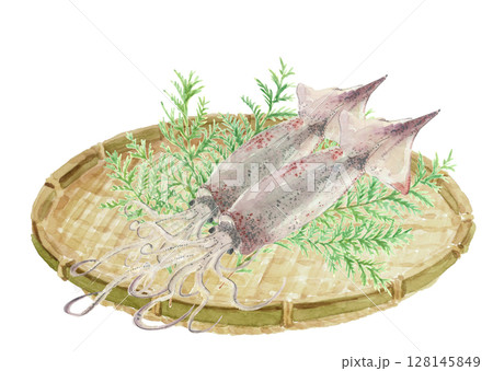 水彩で描いたザルにシンプルなスルメイカのイラスト素材【手描き】白バック 透過背景 コピースペースあり 水彩で描いたザルにシンプルなスルメイカのイラスト素材【手描き】白バック 透過背景 コピースペースあり 128145849