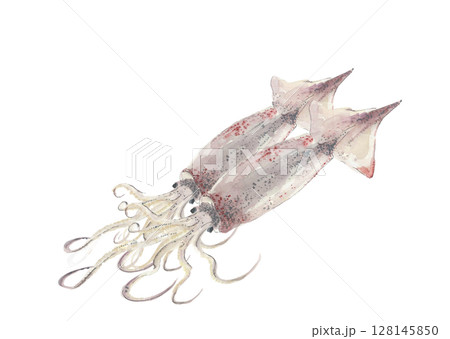水彩で描いたシンプルなスルメイカのイラスト素材【手描き】白バック 透過背景 コピースペースあり 128145850