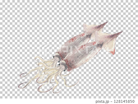 水彩で描いたシンプルなスルメイカのイラスト素材【手描き】白バック 透過背景 コピースペースあり 128145850