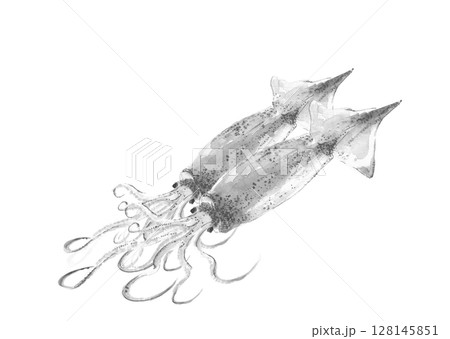 墨絵風に描いたアートなイカのモノトーンイラスト【手描き】白バック 透過背景 コピースペースあり 墨絵風に描いたアートなイカのモノトーンイラスト【手描き】白バック 透過背景 コピースペースあり 128145851