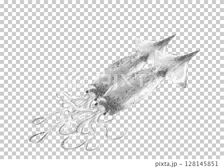 魷魚的藝術單色插圖，以水墨風格 [手繪] 繪製，白色背景，透明背景，有可用複製空間 128145851