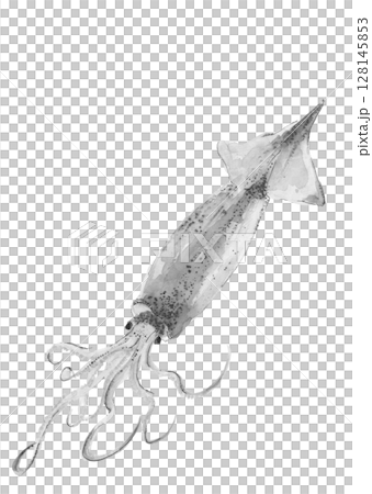 魷魚的藝術單色插圖，以水墨風格 [手繪] 繪製，白色背景，透明背景，有可用複製空間 128145853