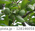 柿の木の緑色の未熟な実 128146058
