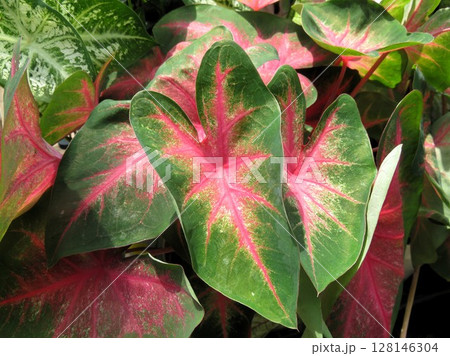 カラジウム 128146304