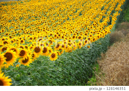 Sunflower field in the summer 128146351