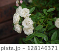 白いミニバラ 128146371