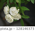 白いミニバラ 128146373