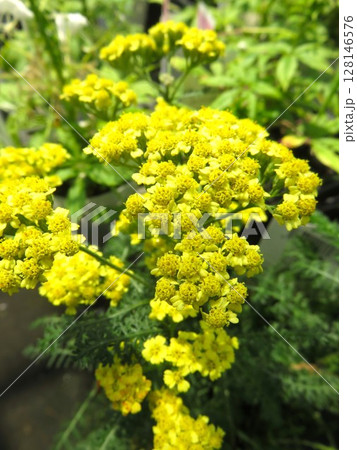 西洋ノコギリソウ 128146576