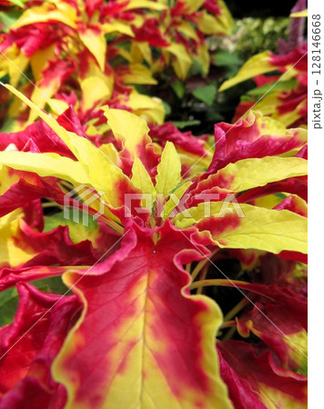 ハゲイトウ 128146668