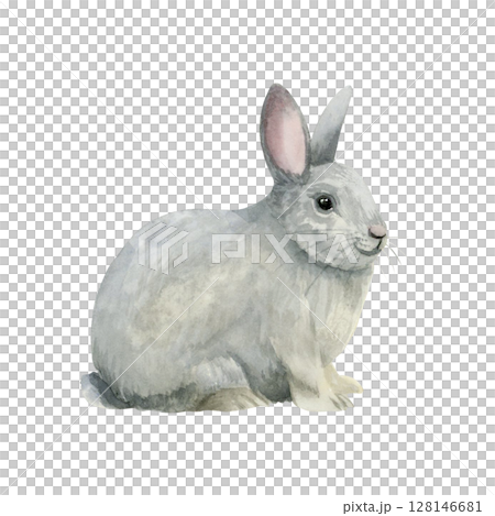 Realistic gray rabbit watercolor illustration...のイラスト素材 [128146681] - PIXTA