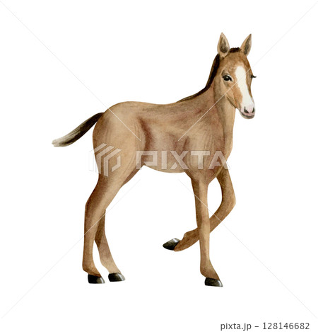 Watercolor colt horse hand drawn illustration isolated on white background. Farm pasture baby animal realistic clip art of brown foal. Cute ranch sketch 128146682