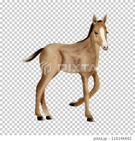Watercolor colt horse hand drawn illustration isolated on white background. Farm pasture baby animal realistic clip art of brown foal. Cute ranch sketch 128146682