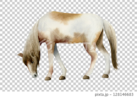 Grazing horse watercolor illustration isolated on white background. Farm pasture animal realistic clip art of native American paint pony breed. Realistic ranch sketch 128146683
