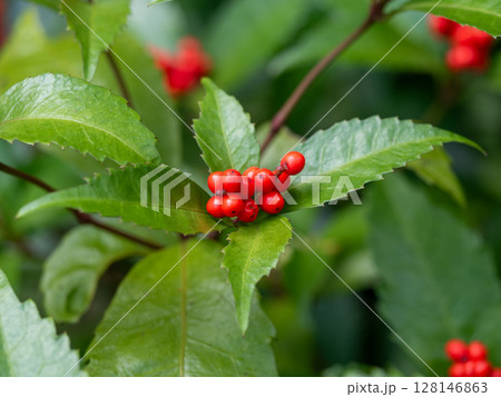 赤いセンリョウの実 128146863