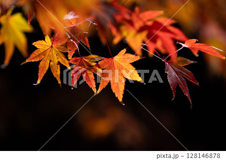 【紅葉素材】黒バックで撮影する紅葉したもみじの葉【長野県】 128146878