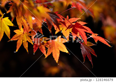 【紅葉素材】黒バックで撮影する紅葉したもみじの葉【長野県】 128146879