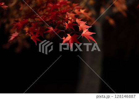 【紅葉素材】黒バックで撮影する紅葉したもみじの葉【長野県】 【紅葉素材】黒バックで撮影する紅葉したもみじの葉【長野県】 128146887