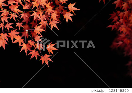 【紅葉素材】黒バックで撮影する紅葉したもみじの葉【長野県】 128146890