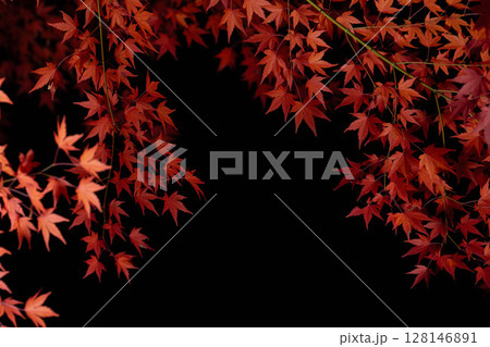 【紅葉素材】黒バックで撮影する紅葉したもみじの葉【長野県】 128146891