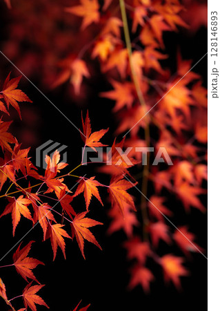 【紅葉素材】黒バックで撮影する紅葉したもみじの葉【長野県】 【紅葉素材】黒バックで撮影する紅葉したもみじの葉【長野県】 128146893