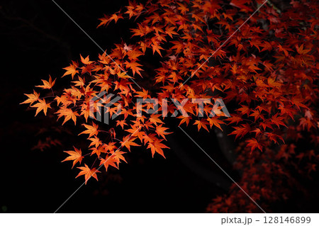 【紅葉素材】黒バックで撮影する紅葉したもみじの葉【長野県】 128146899