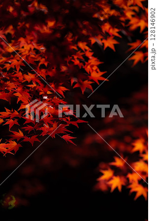 【紅葉素材】黒バックで撮影する紅葉したもみじの葉【長野県】 【紅葉素材】黒バックで撮影する紅葉したもみじの葉【長野県】 128146902