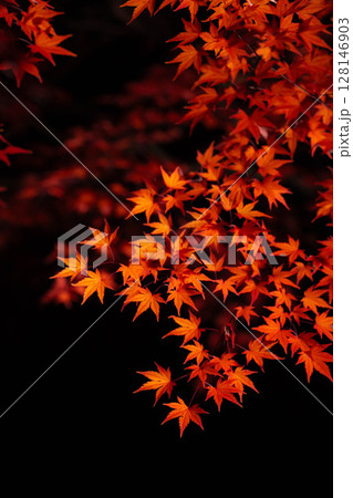 【紅葉素材】黒バックで撮影する紅葉したもみじの葉【長野県】 128146903