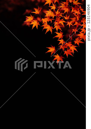 【紅葉素材】黒バックで撮影する紅葉したもみじの葉【長野県】 128146904