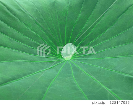 若緑色の蓮の葉の中心に輝く水滴が浮かぶ背景画像 128147035