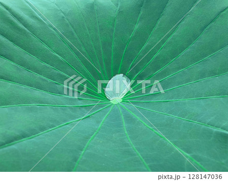 緑色の蓮の葉の中心に輝く水滴が浮かぶ背景画像 128147036