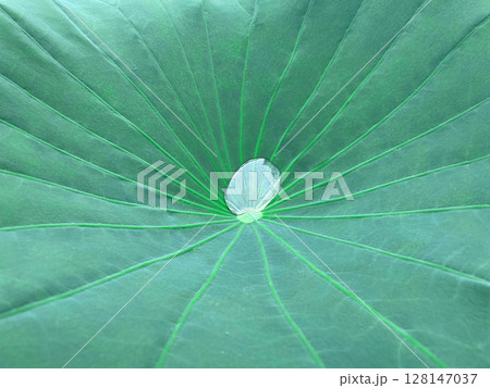 深緑色の蓮の葉の中心に輝く水滴が浮かぶ背景画像 128147037