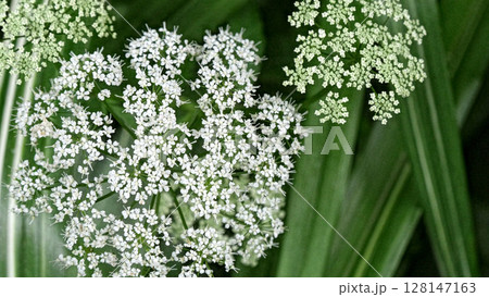 多数の白い小花 イワミツバの花 多数の白い小花 イワミツバの花 128147163