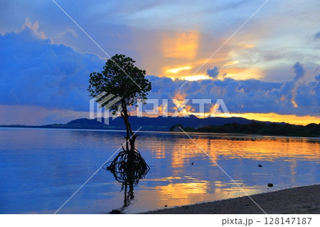 石垣島（沖縄）夕焼けと一般マングローブ 128147187