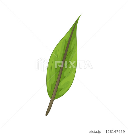 Illustration of Leaf 128147439