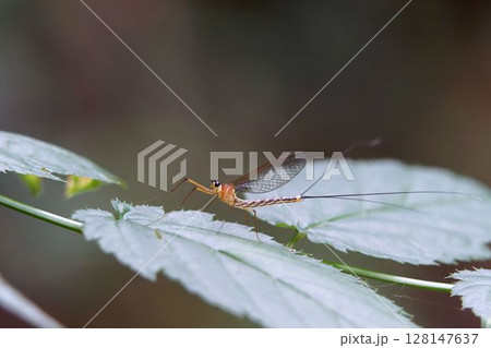 ガガンボカゲロウ 128147637