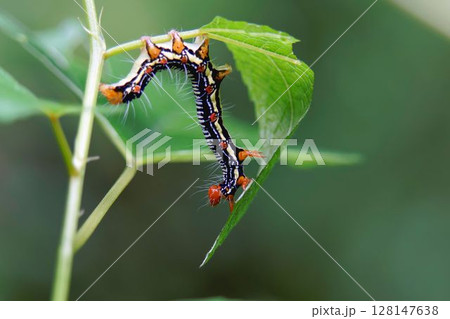 フクラスズメ フクラスズメ 128147638