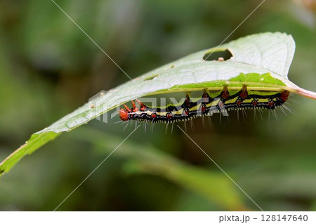 フクラスズメ 128147640