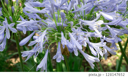 アガパンサス 青い美しい花 128147652