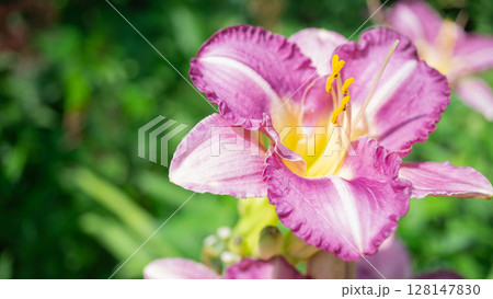 ヘメロカリス 鮮やかな夏の花 128147830
