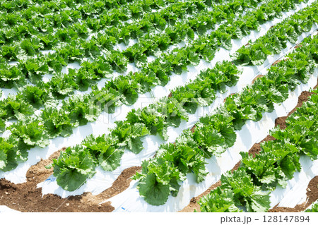 長野県の高原レタス畑 128147894