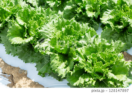 長野県の高原レタス畑 128147897