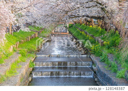 川越氷川神社裏の桜 川越氷川神社裏の桜 128148387