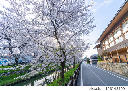 晴れた朝の桜満開新河岸川 晴れた朝の桜満開新河岸川 128148390