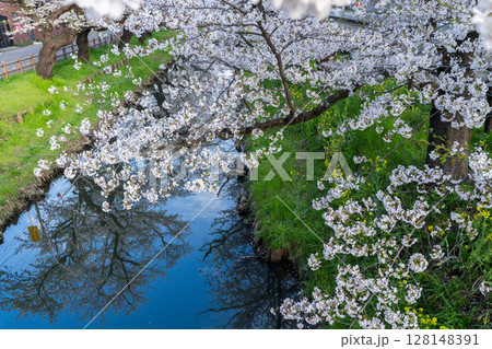 川越氷川神社裏の桜 川越氷川神社裏の桜 128148391