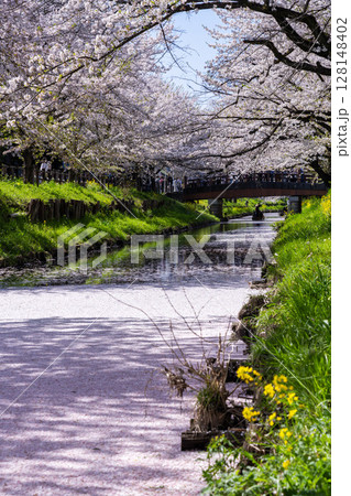 川越氷川神社裏新河岸川の花筏の絶景 128148402