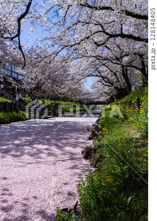 川越氷川神社裏新河岸川の花筏の絶景 川越氷川神社裏新河岸川の花筏の絶景 128148405