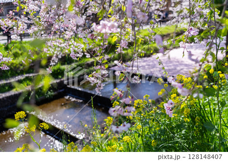 川越氷川神社裏新河岸川の花筏の絶景 128148407