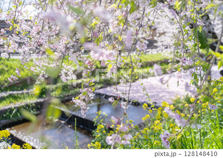 川越氷川神社裏新河岸川の花筏の絶景 川越氷川神社裏新河岸川の花筏の絶景 128148410