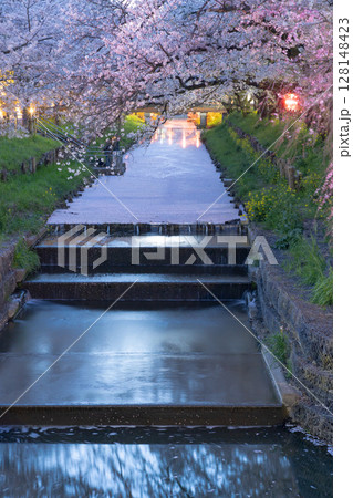 淡く輝く花筏いっぱいの新河岸川夜桜 128148423