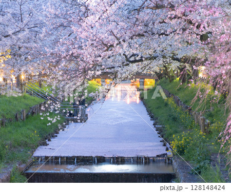 淡く輝く花筏いっぱいの新河岸川夜桜 128148424